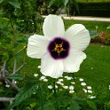 Hibiscus cannabinus fleur (2)